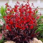 stroiczka błyskotliwa "Queen Victoria" (łac. Lobelia fulgens) kod: 0575