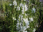 odętka wirginijska "Summer Snow" (łac. Physostegia virginiana) kod: 0257