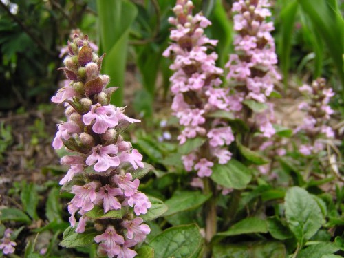 Ajuga reptans Rosea.jpg