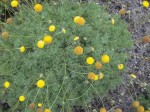 kotula  (łac. Cotula hispida) kod: 2800
