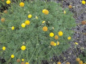 kotula  (łac. Cotula hispida) kod: 2800