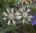 chaber  (łac. Centaurea pindicola) kod: 8482