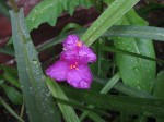 trzykrotka wirginijska "Karminglut" (łac. Tradescantia virginiana) kod: 0802