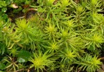 rozchodnik ościsty "Angelina" (łac. Sedum reflexum) kod: 9200