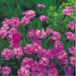 goździk siny "Senior" (łac. Dianthus gratianopolitanus) kod: 2921