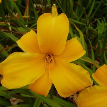 c81ca36ab1204383da01b1644ce79be45eb6d85f