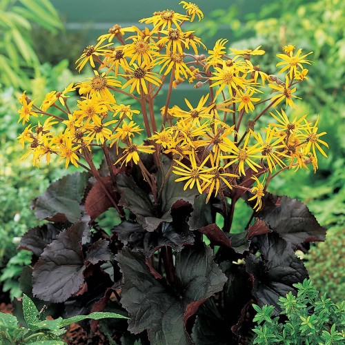 ligularia dentata britt marie crawford