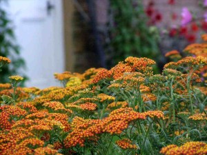 krwawnik  "Terracota" (łac. Achillea) kod: 6753