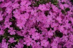 płomyk szydlasty "Atropurpurea" (łac. Phlox subulata) kod: 3391