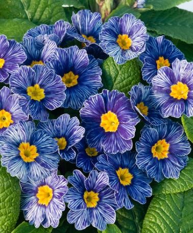 Primula Blue Zebra