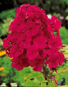 płomyk wiechowaty "Tenor" (łac. Phlox paniculata) kod: 3389