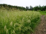 śmiałek darniowy (łac. Deschampsia cespitosa) kod: 1690