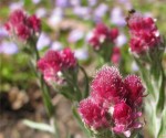 ukwap dwupienny "Rubra" (łac. Antennaria dioica) kod: 0432