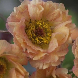 kuklik  "Mai Tai" (łac. Geum) kod: 9866