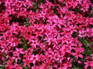 płomyk szydlasty "Scarlet Flame" (łac. Phlox subulata) kod: 0019