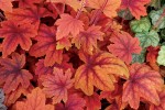 żuraweczka  "Sweet Tea" (łac. Heucherella) kod: 9526