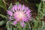 chaber kaukaski (łac. Centaurea pulcherrima) kod: 1734