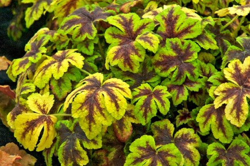 Heucherella Golden Zebra