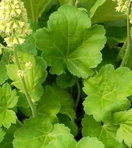 żurawka  "Little Cutie Blondie in Lime" (łac. Heuchera) kod: 2838