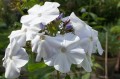 Phlox paniculata Schneerausch.jpg
