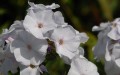 Phlox paniculata Schneerausch 1.jpg