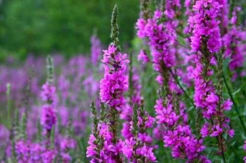 Lythrum salicaria Rosy Gem.jpg