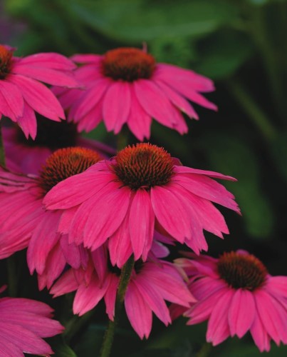 ECHINACEA_POWWOW_WILD_BERRY