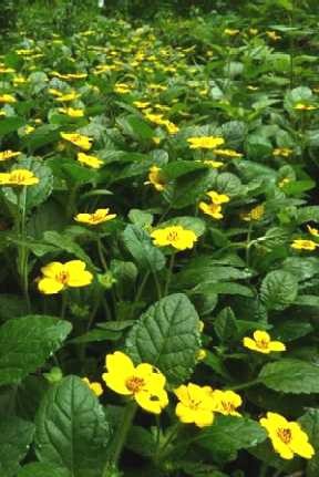 Chrysogonum wirginianum.jpg