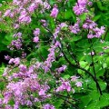 thalictrum-black-stockings.jpg