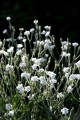 Lychnis coronaria Alba.jpg