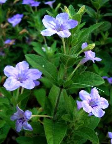 Ruellia humilis.jpg