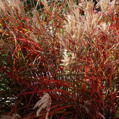 Miscanthus Navajo.jpg