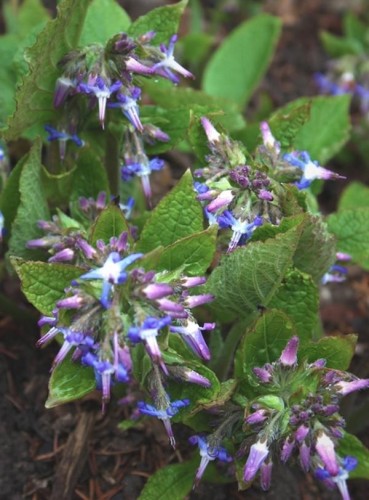 Trachystemon orientalis.jpg