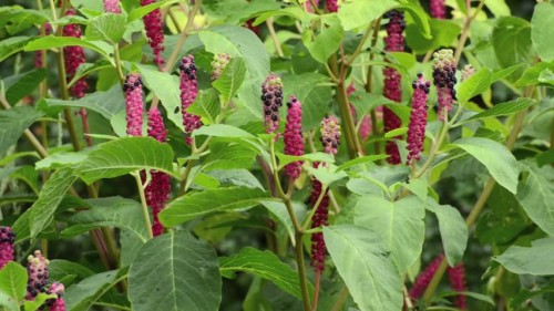 Phytolacca acinos.jpg