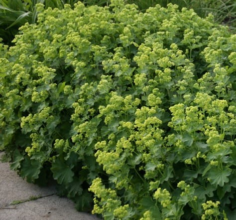 Alchemilla epipsila.jpg