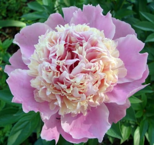 Paeonia lactiflora Sorbet.jpg