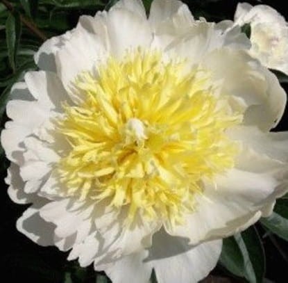 Paeonia lactiflora Honey Gold.jpg
