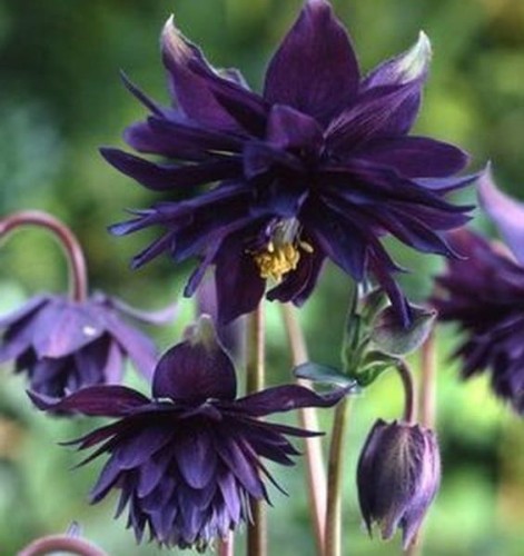 Aquilegia vulgaris Black Barlow.jpg
