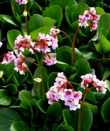 bergenia-baby-doll-.jpg