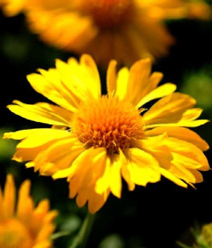 gaillardia aristata mesa yellow.jpg