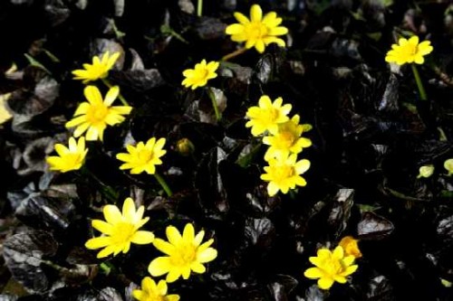 ranunculus_ficaria__brazen_hussy_.jpg