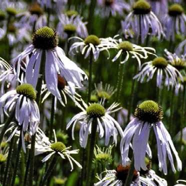 Echinacea-pallida-Hula-Dancer-1.jpg