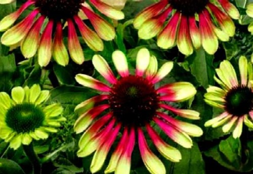 echinacea purpurea green twister.jpg
