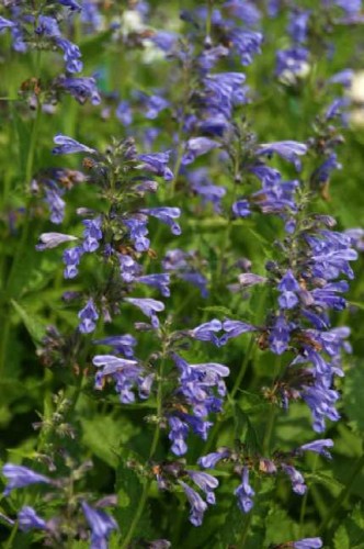 nepeta sibirica.JPG