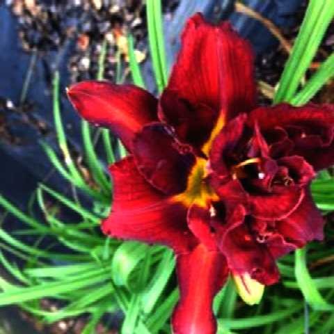 hemerocallis double firecracker uk.jpg