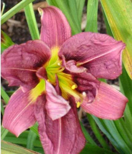 Hemerocallis Jockey Club.jpg