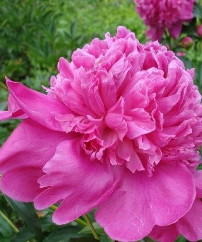 Paeonia_lactiflora_Barbara.jpg