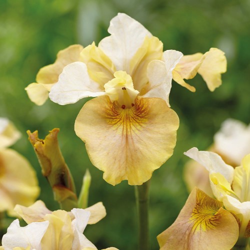 Iris sibirica White Amber.jpg