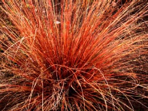 Carex buchanani Red Rooster.jpg