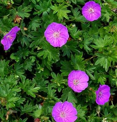 Geranium sanguineum Nanum.jpg